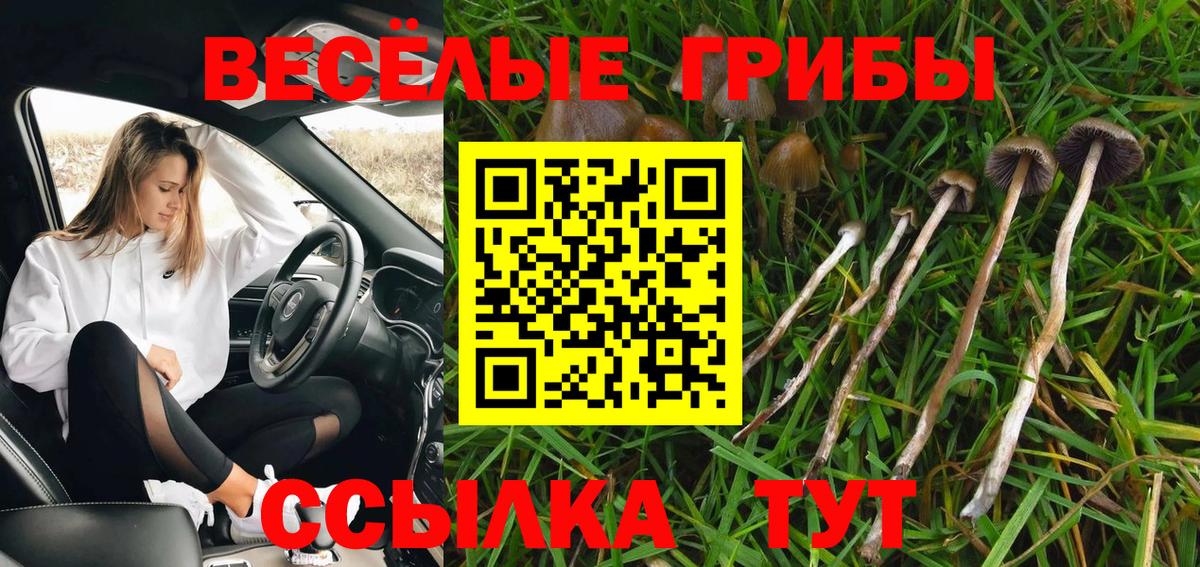 Галлюциногенные грибы Psilocybe  закладки  Кумертау  Вход с VPN 